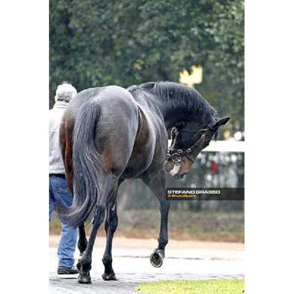 Ramonti parades at San Rossore racetrack during the stallion parade by Sab Pisa - San Rossore, 13th february 2011 ph.Stefano Grasso