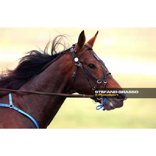 close up for Daguet Rapide Torino, 16th october 2004 ph. Stefano Grasso