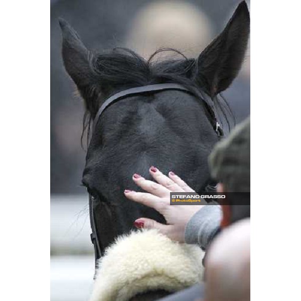 a caress by Federica Villa to Dagda Mor winner of the Premio Enrico Camici Pisa - San Rossore racetrack, 13th february 2011 ph.Stefano Grasso - www.stefanograsso.com