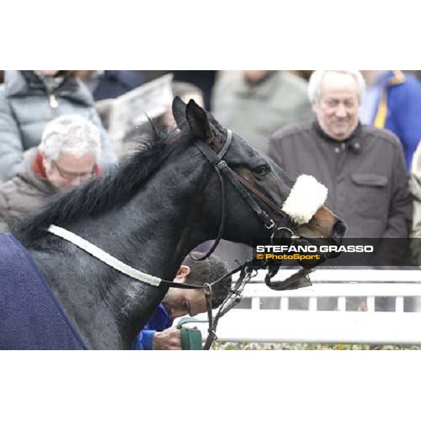 Dagda Mor walks in the winner circle after winning the Premio Enrico Camici Pisa - San Rossore racetrack, 13th february 2011 ph.Stefano Grasso - www.stefanograsso.com