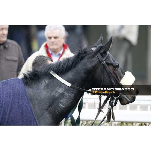 Dagda Mor walks in the winner circle after winning the Premio Enrico Camici Pisa - San Rossore racetrack, 13th february 2011 ph.Stefano Grasso - www.stefanograsso.com