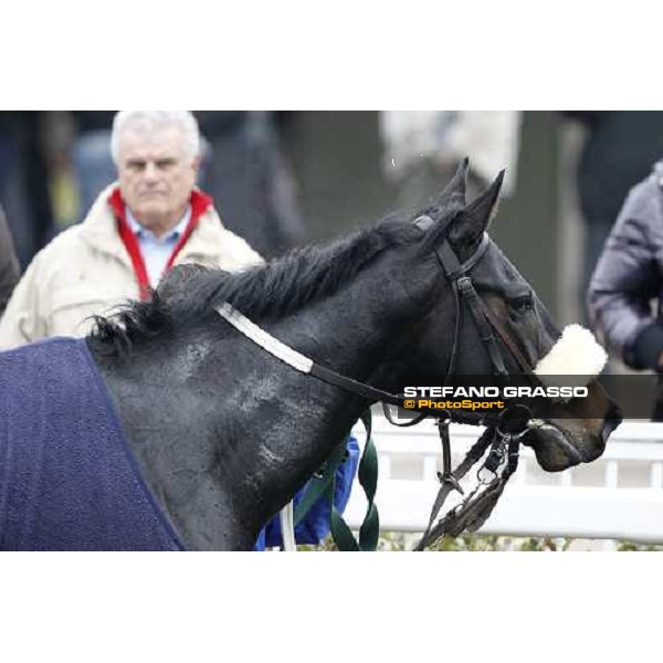 Dagda Mor walks in the winner circle after winning the Premio Enrico Camici Pisa - San Rossore racetrack, 13th february 2011 ph.Stefano Grasso - www.stefanograsso.com