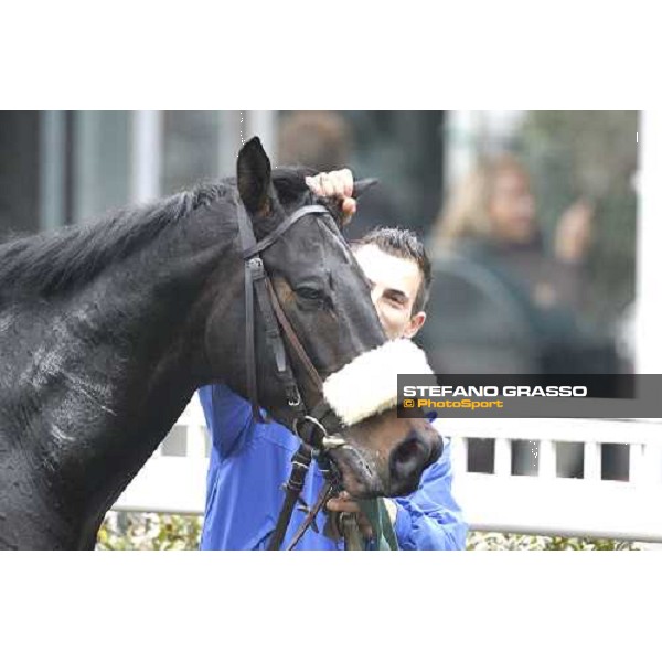 Dagda Mor walks in the winner circle after winning the Premio Enrico Camici Pisa - San Rossore racetrack, 13th february 2011 ph.Stefano Grasso - www.stefanograsso.com