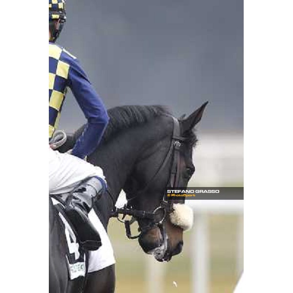 Fabio Branca and Dagda Mor go to the starting stalls before winning the Premio Enrico Camici Pisa - San Rossore racetrack, 13th february 2011 ph.Stefano Grasso - www.stefanograsso.com