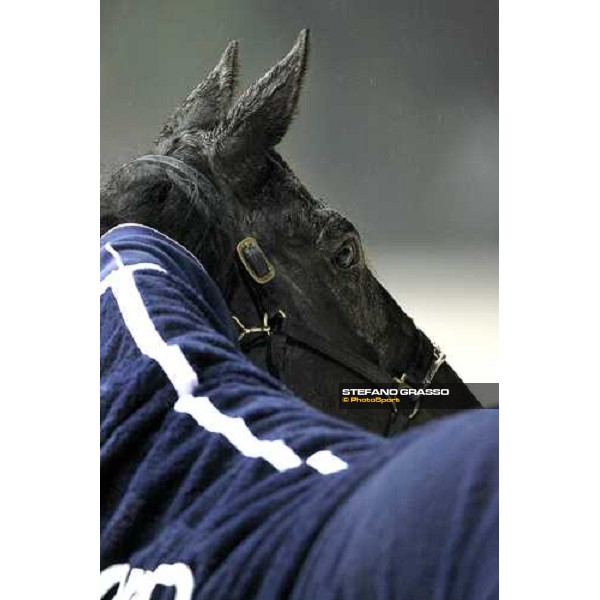 a close up for Merckx Ok winner of the Gran Premio Encat - Memorial Fausto Branchini Milan - San Siro racetrack, 20th febr. 2011 ph.Stefano Grasso - www.stefanograsso.com