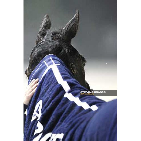 a close up for Merckx Ok winner of the Gran Premio Encat - Memorial Fausto Branchini Milan - San Siro racetrack, 20th febr. 2011 ph.Stefano Grasso - www.stefanograsso.com