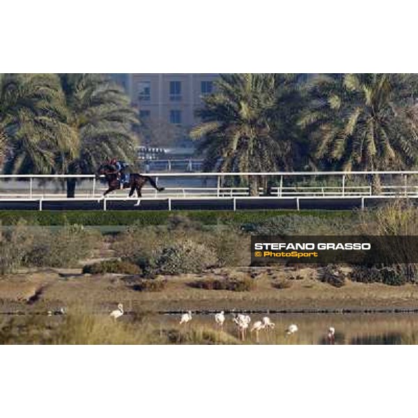 Godolphin Media Morning Dubai - Al Quoz 23rd march 2011 ph.Stefano Grasso