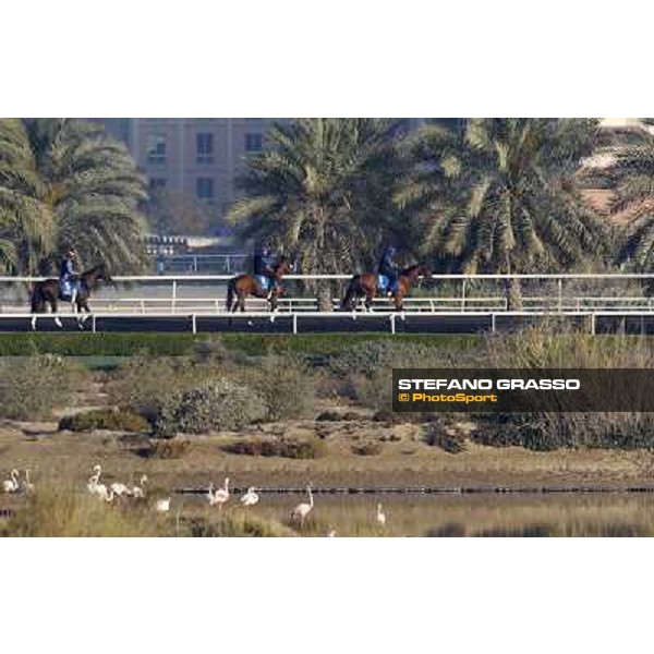 Godolphin Media Morning Dubai - Al Quoz 23rd march 2011 ph.Stefano Grasso