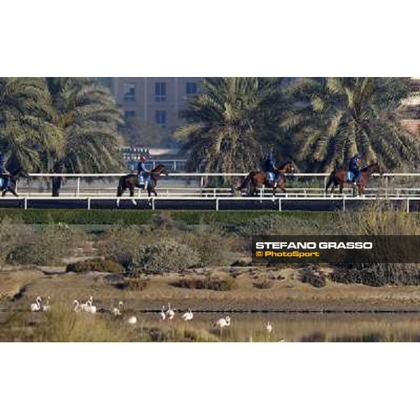 Godolphin Media Morning Dubai - Al Quoz 23rd march 2011 ph.Stefano Grasso