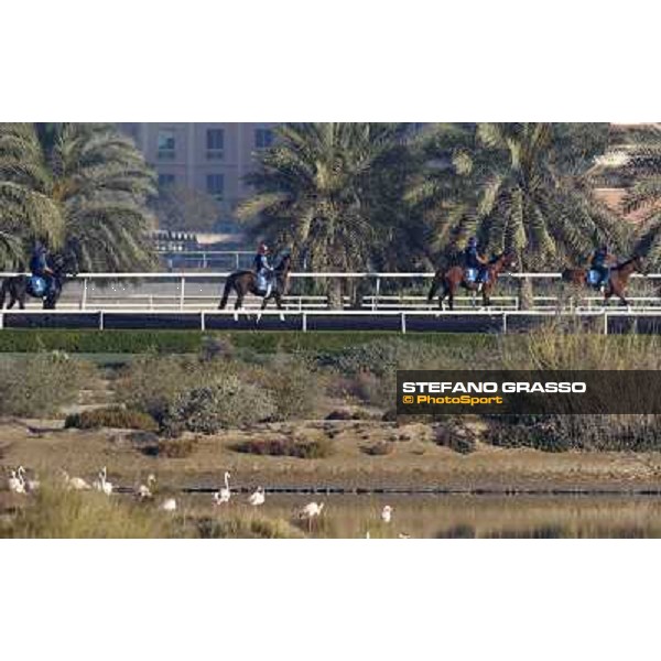 Godolphin Media Morning Dubai - Al Quoz 23rd march 2011 ph.Stefano Grasso