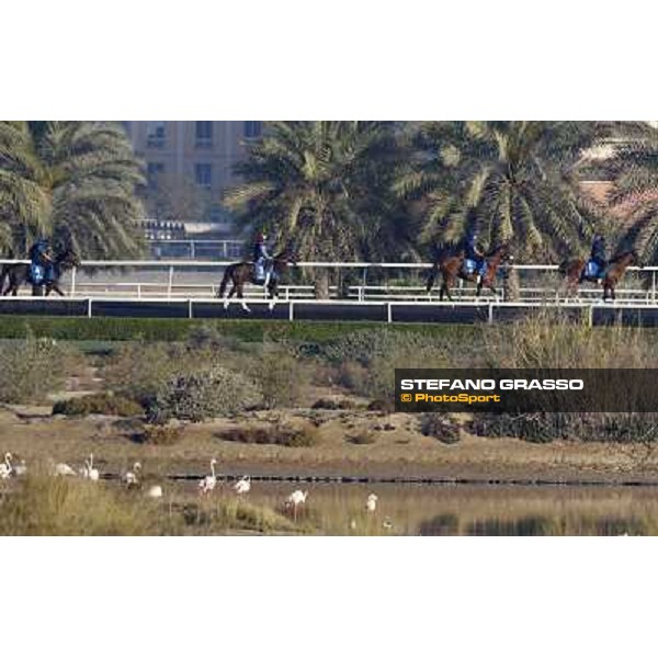 Godolphin Media Morning Dubai - Al Quoz 23rd march 2011 ph.Stefano Grasso