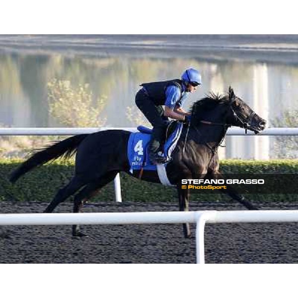 Godolphin Media Morning - Cavalryman Dubai - Al Quoz 23rd march 2011 ph.Stefano Grasso