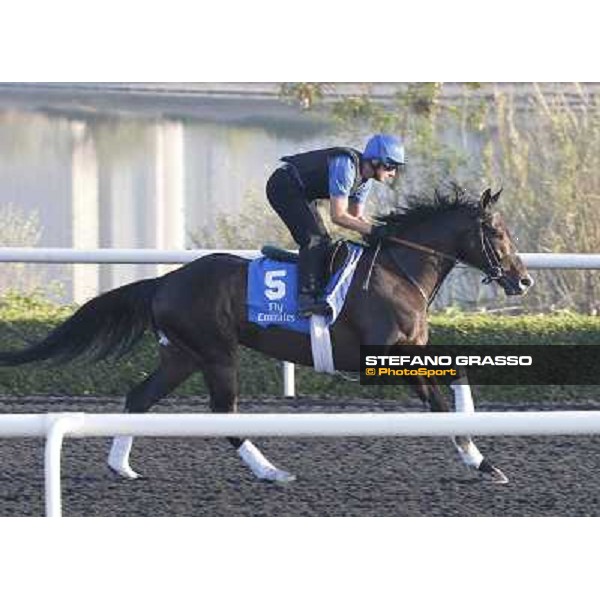 Godolphin Media Morning - Mendip Dubai - Al Quoz 23rd march 2011 ph.Stefano Grasso