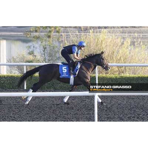Godolphin Media Morning - Mendip Dubai - Al Quoz 23rd march 2011 ph.Stefano Grasso