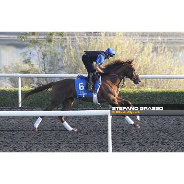 Godolphin Media Morning - Peligroso Dubai - Al Quoz 23rd march 2011 ph.Stefano Grasso