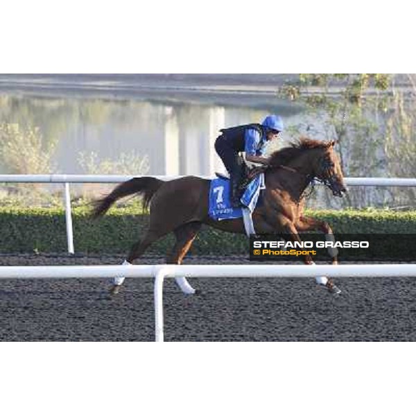 Godolphin Media Morning - Prince Bishop Dubai - Al Quoz 23rd march 2011 ph.Stefano Grasso