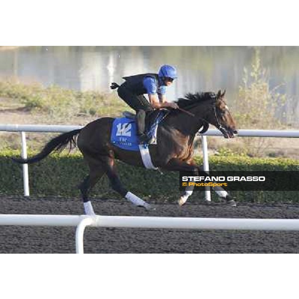 Godolphin Media Morning - Badeel Dubai - Al Quoz 23rd march 2011 ph.Stefano Grasso