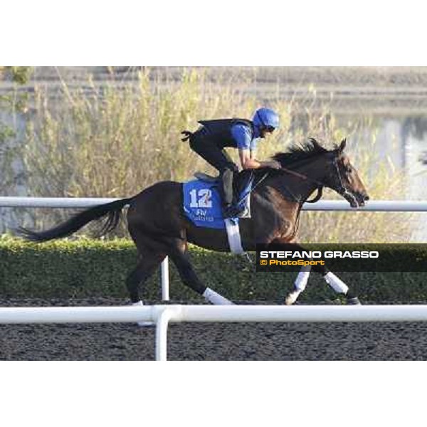 Godolphin Media Morning - Badeel Dubai - Al Quoz 23rd march 2011 ph.Stefano Grasso