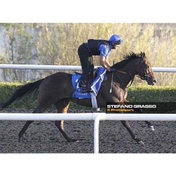 Godolphin Media Morning - Sarrsar Dubai - Al Quoz 23rd march 2011 ph.Stefano Grasso