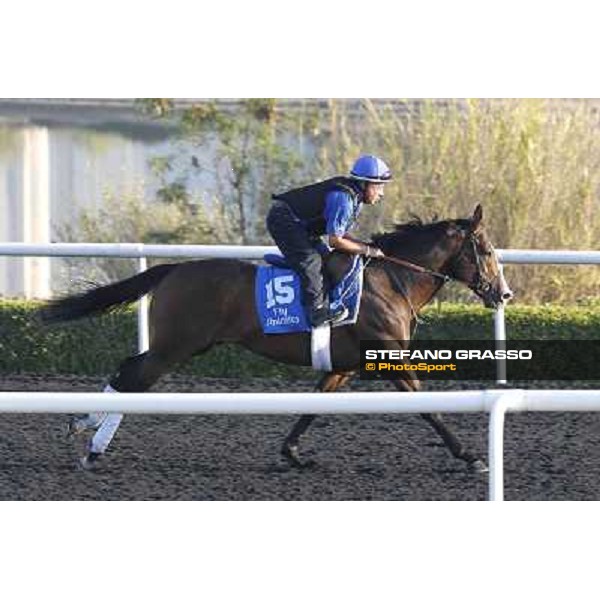 Godolphin Media Morning - Delegator Dubai - Al Quoz 23rd march 2011 ph.Stefano Grasso