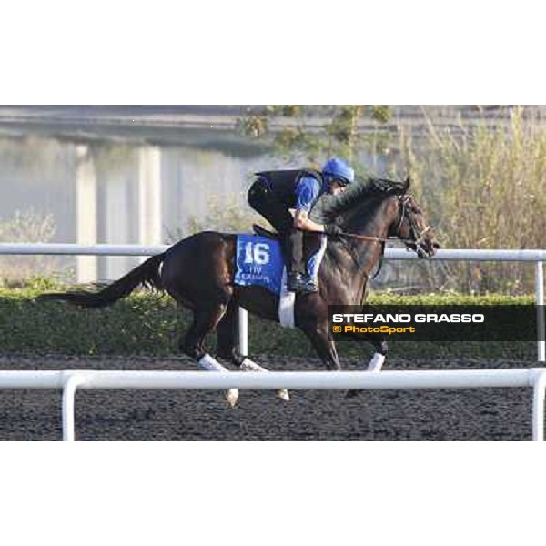 Godolphin Media Morning - Al Zir Dubai - Al Quoz 23rd march 2011 ph.Stefano Grasso