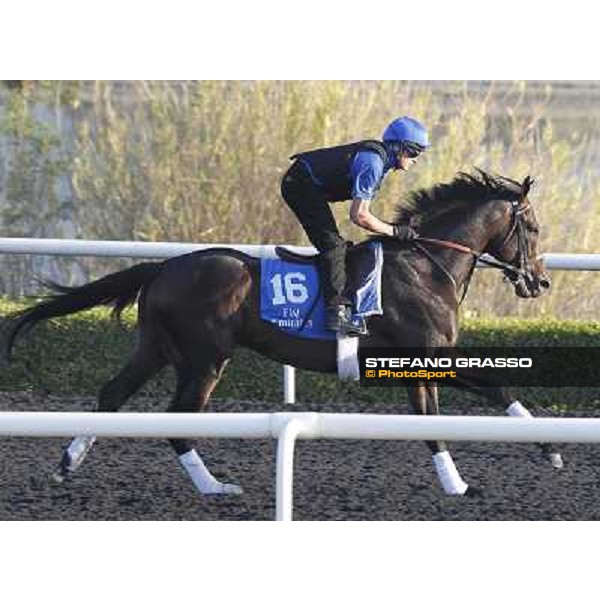 Godolphin Media Morning - Al Zir Dubai - Al Quoz 23rd march 2011 ph.Stefano Grasso