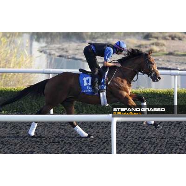 Godolphin Media Morning - Wolf Heart Dubai - Al Quoz 23rd march 2011 ph.Stefano Grasso