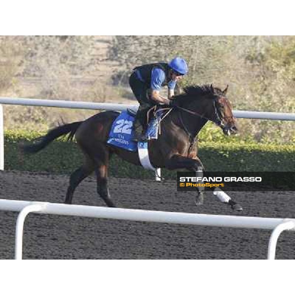 Godolphin Media Morning - Jaridh Dubai - Al Quoz 23rd march 2011 ph.Stefano Grasso
