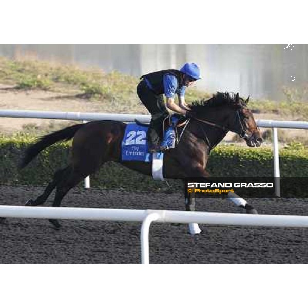 Godolphin Media Morning - Jaridh Dubai - Al Quoz 23rd march 2011 ph.Stefano Grasso