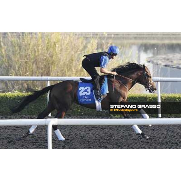 Godolphin Media Morning - Quick Wit Dubai - Al Quoz 23rd march 2011 ph.Stefano Grasso