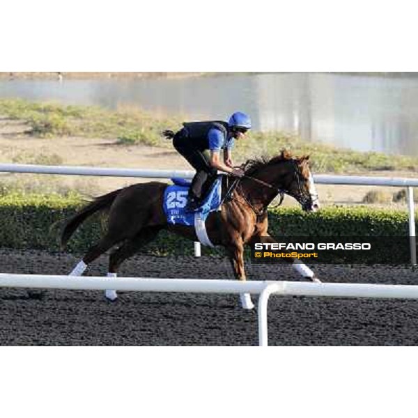 Godolphin Media Morning - Barbegal Dubai - Al Quoz 23rd march 2011 ph.Stefano Grasso