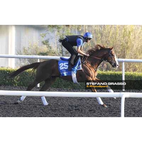 Godolphin Media Morning - Barbegal Dubai - Al Quoz 23rd march 2011 ph.Stefano Grasso