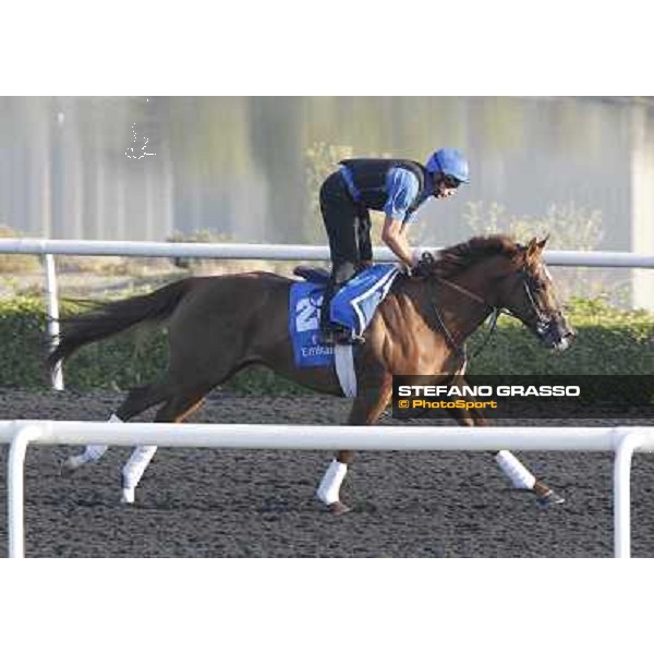Godolphin Media Morning - Hunter\'s Light Dubai - Al Quoz 23rd march 2011 ph.Stefano Grasso