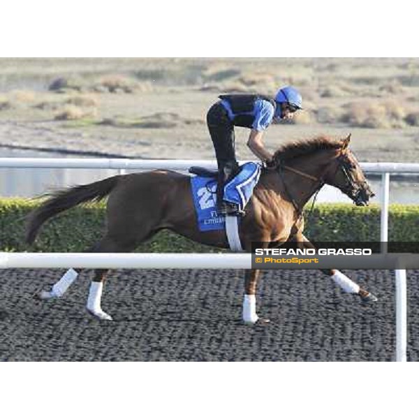 Godolphin Media Morning - Hunter\'s Light Dubai - Al Quoz 23rd march 2011 ph.Stefano Grasso