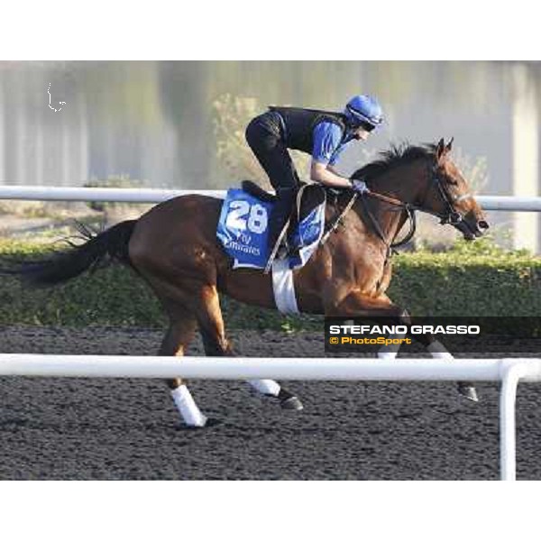 Godolphin Media Morning - Deraasa Dubai - Al Quoz 23rd march 2011 ph.Stefano Grasso