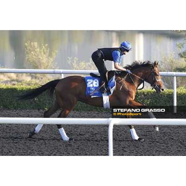 Godolphin Media Morning - Deraasa Dubai - Al Quoz 23rd march 2011 ph.Stefano Grasso