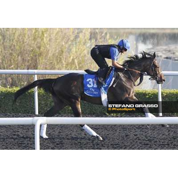 Godolphin Media Morning - Emsiyah Dubai - Al Quoz 23rd march 2011 ph.Stefano Grasso