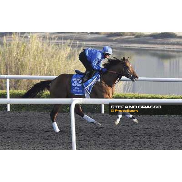 Godolphin Media Morning - Borug Dubai - Al Quoz 23rd march 2011 ph.Stefano Grasso