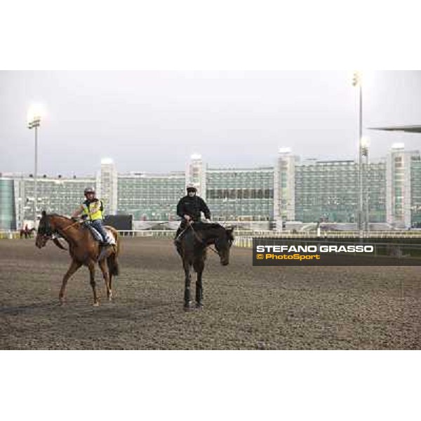 Morning track works at Meydan - Twice Over Dubai - Meydan 24th march 2011 ph.Stefano Grasso