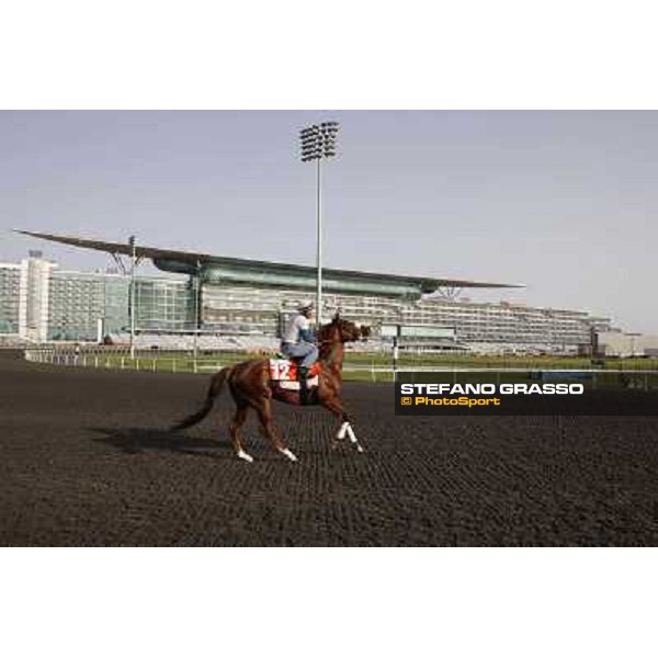 Morning track works at Meydan - Happy Dubai Dubai - Meydan 24th march 2011 ph.Stefano Grasso