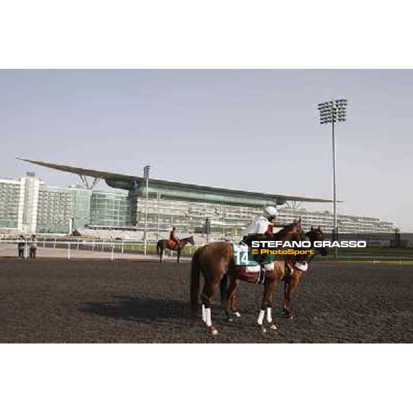 Morning track works at Meydan - Al Shemali Dubai - Meydan 24th march 2011 ph.Stefano Grasso