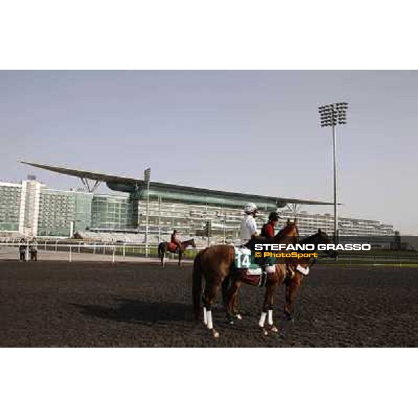 Morning track works at Meydan - Al Shemali Dubai - Meydan 24th march 2011 ph.Stefano Grasso