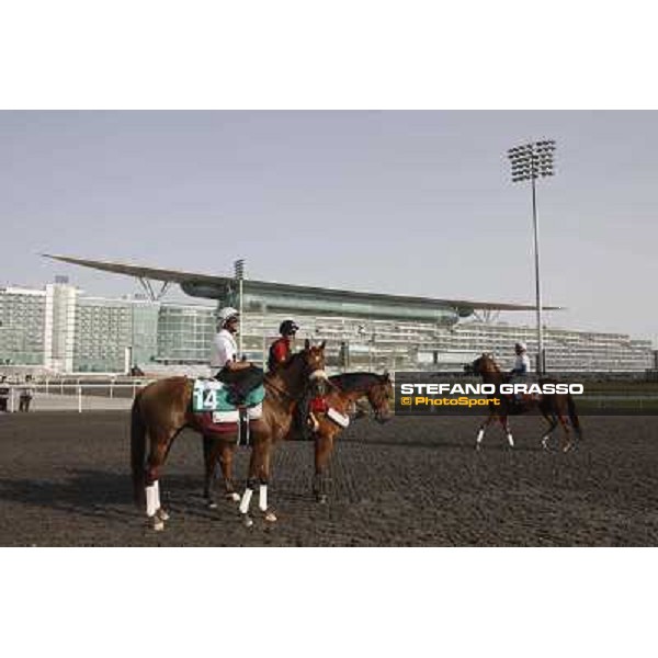 Morning track works at Meydan - Al Shemali Dubai - Meydan 24th march 2011 ph.Stefano Grasso