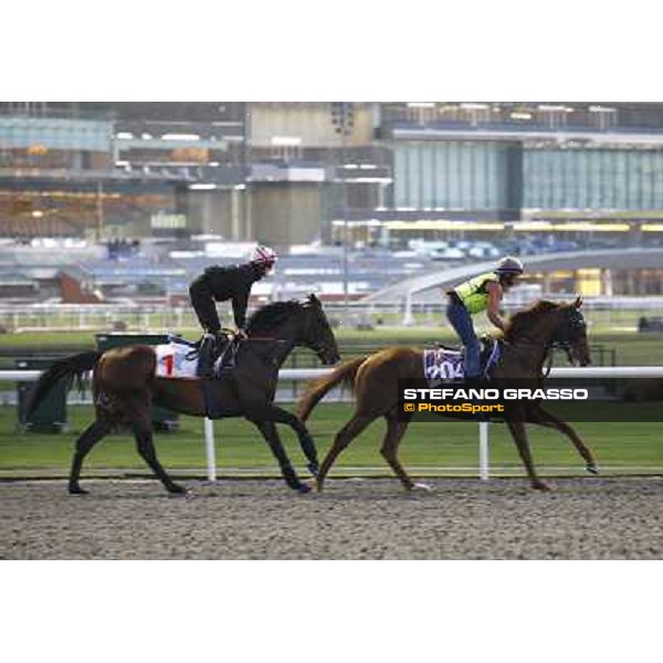 Morning track works at Meydan - Twice Over Dubai - Meydan 24th march 2011 ph.Stefano Grasso
