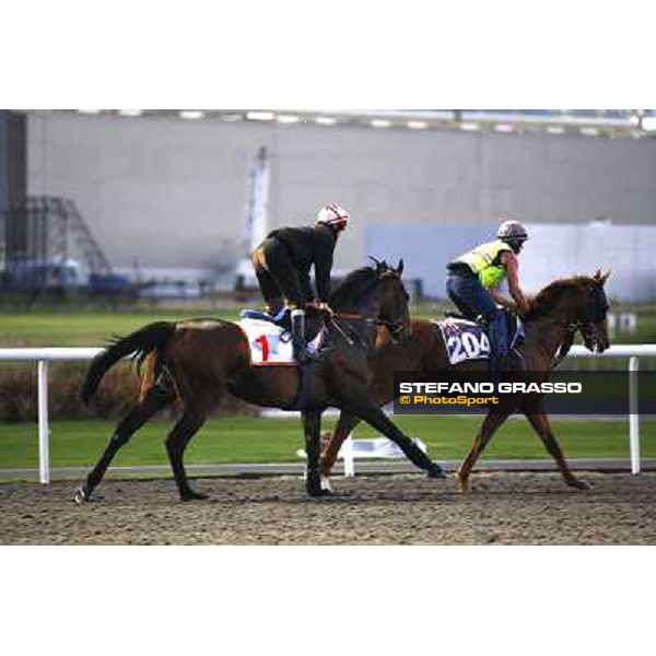 Morning track works at Meydan - Twice Over Dubai - Meydan 24th march 2011 ph.Stefano Grasso