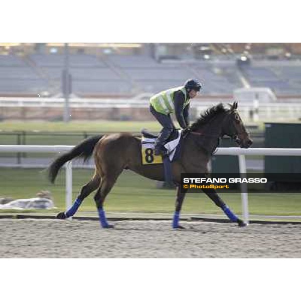 Morning track works at Meydan - Tazeez Dubai - Meydan 24th march 2011 ph.Stefano Grasso