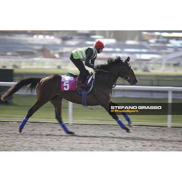 Morning track works at Meydan - William Buick on Utley Dubai - Meydan 24th march 2011 ph.Stefano Grasso