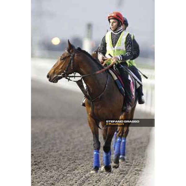 Morning track works at Meydan - William Buick on Utley Dubai - Meydan 24th march 2011 ph.Stefano Grasso