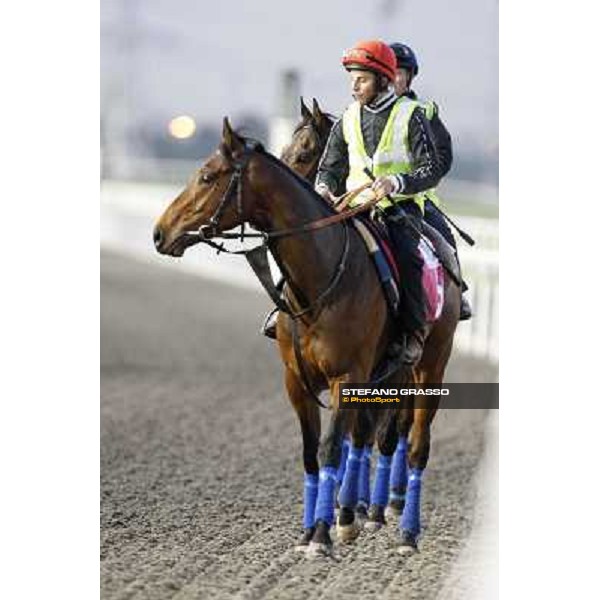 Morning track works at Meydan - Willian Buick on Utley Dubai - Meydan 24th march 2011 ph.Stefano Grasso