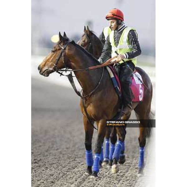 Morning track works at Meydan - William Buick on Utley with Tazeez behind Dubai - Meydan 24th march 2011 ph.Stefano Grasso